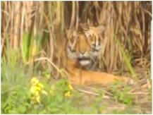 पीलीभीतः गन्ने के खेत में बाघ ने जमाया डेरा, किसानों और वन विभाग के बीच हुई नोकझोंक