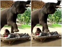 महिला की मसाज कर रहे इस हाथी का वीडियो सोशल मीडिया पर हो रहा है वायरल, आप भी देखें