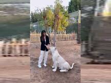 Mouni Roy ने कुछ इस तरह खिलाया शेर को खाना, इंटरनेट पर वायरल हुआ Video