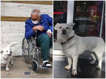 मालिक के इंतजार में कुत्ते ने अस्पताल के बाहर बिताए पांच दिन, दिल पिघला देगी ये कहानी