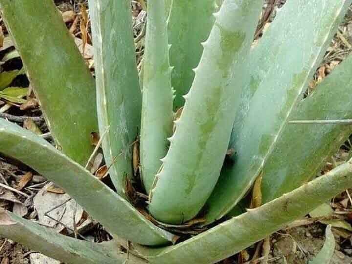 Health Tips: Aloe Vera is not only beneficial but also harmful for health, learn how Health Tips: सिर्फ फायदेमंद ही नहीं सेहत के लिए नुकसानदायक भी है एलोवेरा, जानें कैसे