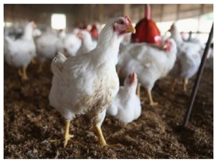 Bird flue scare: FSSAI suggests how to eat eggs and chicken safely during outbreak Bird Flu Scare: अंडे और चिकन को सुरक्षित तरीके से खाएं, FSSAI ने जारी की ये गाइडलाइन्स