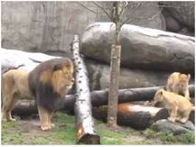 वायरल वीडियोः पहली बार पिता से मिलने पर शेर के बच्चों ने की मस्ती, सोशल मीडिया पर भावुक हुए यूजर्स