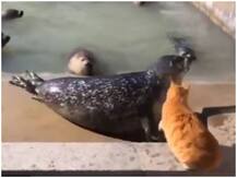 Viral video: बिल्ली को डराने के चक्कर में सील मछली को पड़ा पंजा, वापस पानी में भागी