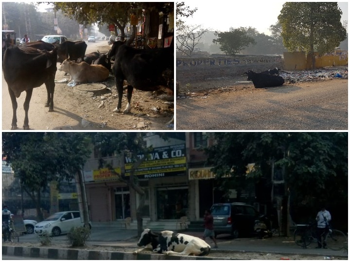 Delhi: North MCD raises fines against illegal cattle shelters and dairy owners दिल्ली: नॉर्थ दिल्ली नगर निगम ने अवैध पशु घर और डेयरी संचालकों के खिलाफ जुर्माने की राशि बढ़ाई