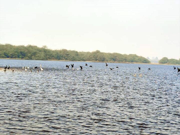 हजारों किलोमीटर की दूरी तय कर हर साल ताजनगरी पहुंचता है ये प्रवासी पक्षी, जमीन पर बनाता है आशियाना