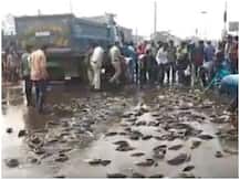 जानिए कहां सड़क पर मच गई मछलियों की लूट, दिखा ऐसा नजारा कि हैरान हो गए लोग