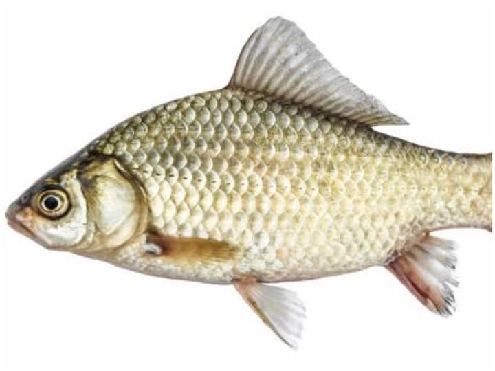 Health Tips: Eating fish can also cause harm keep these things in mind Health Tips: मछली खाने से भी हो सकता है नुकसान, इन बातों का रखें ध्यान