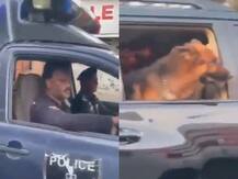 इमरान खान के करीबी का कुत्ता वीआईपी गाड़ी में घुम रहा, सिंध प्रांत के मंत्री ने जारी किया वीडियो