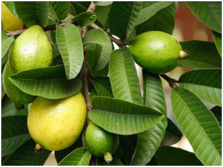 Health Tips: Guava leaf is beneficial for your health Health Tips: आपकी सेहत के लिए फायदेमंद है अमरूद की पत्ती, जानें क्या हैं फायदे