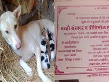 Trending: डॉगी ने दिया पांच बच्चों को जन्म तो मालिक ने खुश होकर किया ऐसा काम कि हैरान हो गए लोग