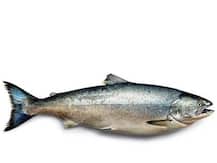 बचपन में ऑयली मछली खाने से अस्थमा का जोखिम 50% हो सकता है कम- रिसर्च