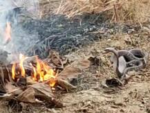 श्रावस्ती: ग्रामीणों ने पेश की मिसाल, पक्षियों के हमले में घायल कोबरा के लिए जलाया अलाव, देखें तस्वीर