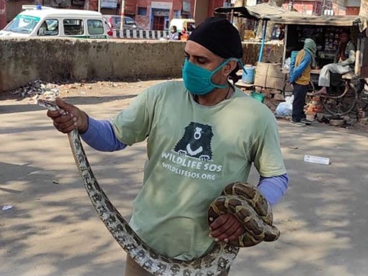 python spotted in road Agra Wild life team rescued आगरा में सात फुट लंबे अजगर ने रोक दी वाहनों की रफ्तार, रैपिड रिस्पांस यूनिट ने किया रेस्क्यू