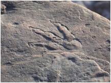 वेल्श समुद्र तट पर मिले डायनासोर के पैरों के निशान, 220 मिलियन साल पुराने होने की आशंका