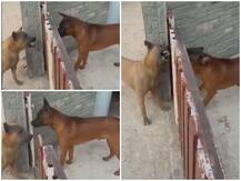 सोशल मीडिया पर सामने आया दो कुत्तों की लड़ाई का मजाकिया वीडियो, लोगों ने ऐसे दिए रिएक्शन