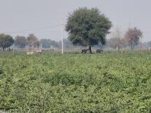 यहां फसलों की निगरानी के लिए किसानों ने लगवाए सीसीटीवी कैमरे, जानिए क्या है मामला