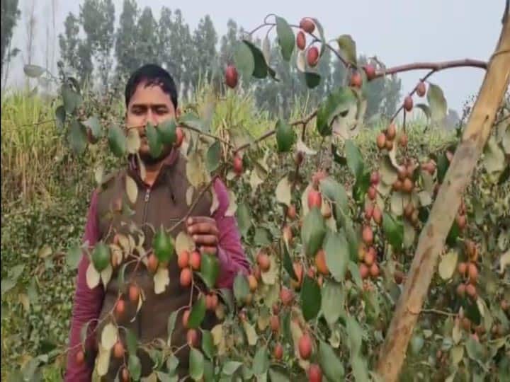 नौकरी में हुये असफल, कलकतिया बेर की लगाई बगिया और पैदा हुये रोजगार के अवसर Om Prakash Maurya change life after unique farming ann नौकरी में हुये असफल, कलकतिया बेर की लगाई बगिया और पैदा हुये रोजगार के अवसर