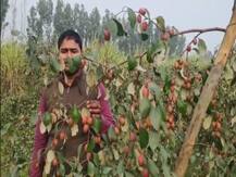 नौकरी में हुये असफल, कलकतिया बेर की लगाई बगिया और पैदा हुये रोजगार के अवसर