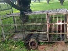 मेरठ: तेंदुए की आहट से इलाके में दहशत, असफल साबित हो रहे हैं वन विभाग के प्रयास