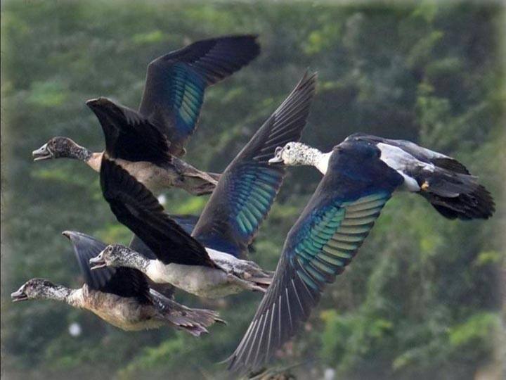 student taking training of bird watcher in Pauri ANN बर्ड वॉचिंग की ट्रेनिंग ले रहा छात्रों का दल, जिलाधिकारी ने खिर्सू पहुंचकर लिया जायजा