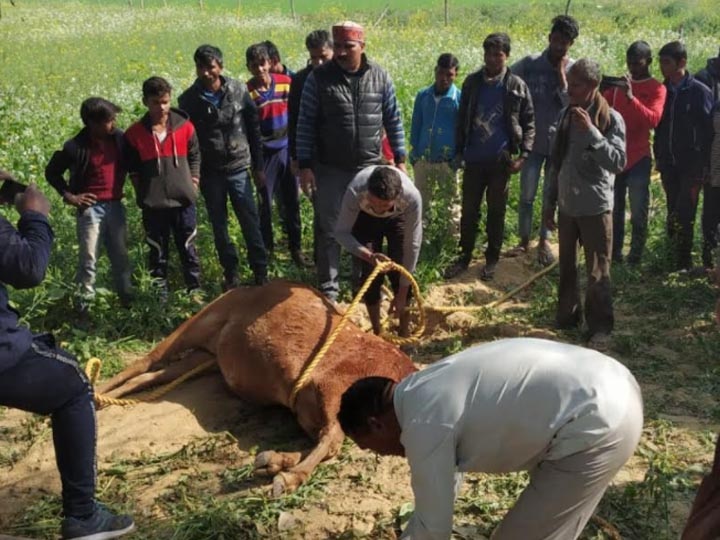 रायबेरली: जानलेवा साबित हो रहे खुले कुएं, घास चरते हुई गिरी दो गाय, घंटों चला रेस्क्यू ऑपरेशन