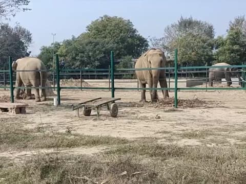 कई सुविधाओं से लैस है हाथियों का ये पहला अस्पताल, खाने से लेकर इलाज के हैं बेहतर इंतजाम कई सुविधाओं से लैस है हाथियों का ये पहला अस्पताल, खाने से लेकर इलाज के हैं बेहतर इंतजाम