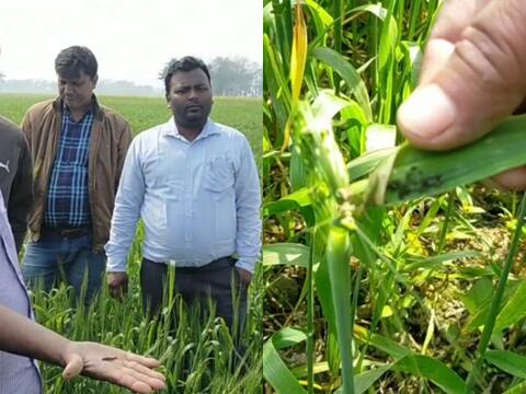 कोशी की त्रासदी से बचे किसान अब कीटों से परेशान, हजारों हेक्टेयर में लगी गेहूं की फसल बर्बाद कोशी की त्रासदी से बचे किसान अब कीटों से परेशान, हजारों हेक्टेयर में लगी गेहूं की फसल बर्बाद