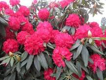 उत्तराखंड: समय से पहले खिला बुरांस का फूल, दिल और लिवर की बीमारियों में है फायदेमंद