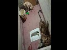 Viral Video: तेंदुए के साथ बाथरूम में फंसा कुत्ता, चला नौ घंटे रेस्कयू, जानें- आगे क्या हुआ?