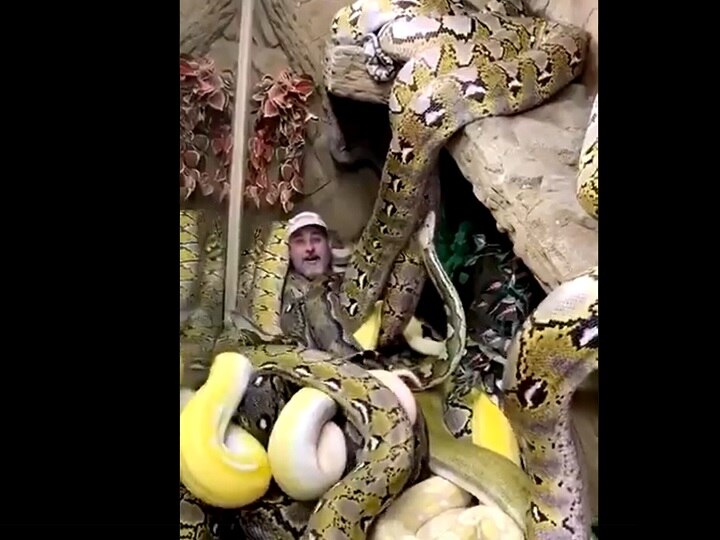 Viral Video man surrounded by a group of pythons Viral Video: अजगरों के झुंड में घिरे शख्स की मस्ती का वीडियो हो रहा सोशल मीडिया पर वायरल