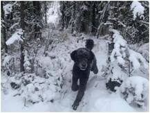 Optical Illusion: इस फ़ोटो ने ट्विटर पर छेड़ दी बहस, नहीं जान पाएंगे भागता हुआ डॉगी है या एक इंसान