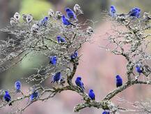 उत्तराखंड: गंगोत्री धाम में मिला खूबसूरत पक्षी का झुंड, इसे देखने के लिए नहीं जाना होगा सिक्किम