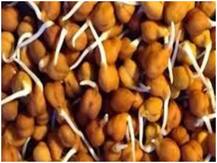 Health Tips: वजन से लेकर कॉलेस्ट्रॉल तक कम कर सकता है ये चना, जाने फायदे