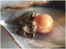 थाइलैंड के मछुआरे ने सपने में देखा समुद्र किनारे गिफ्ट मिलेगा, और मिल गया 25 करोड़ का कीमती मोती!