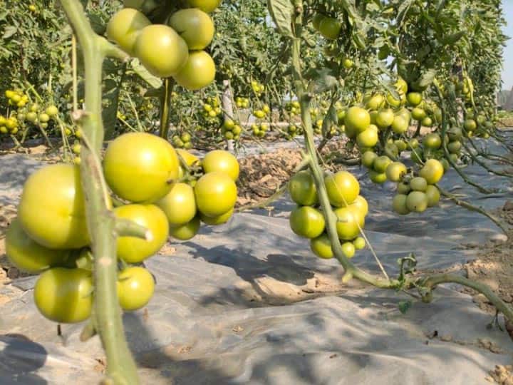एक ही पौधे में उग रही टमाटर और बैंगन की सब्जियां, गजब है ये तकनीक tomato and brinjal are being grown on one plant know all about this amazing grafting technique ANN एक ही पौधे में उग रही टमाटर और बैंगन की सब्जियां, गजब है ये तकनीक