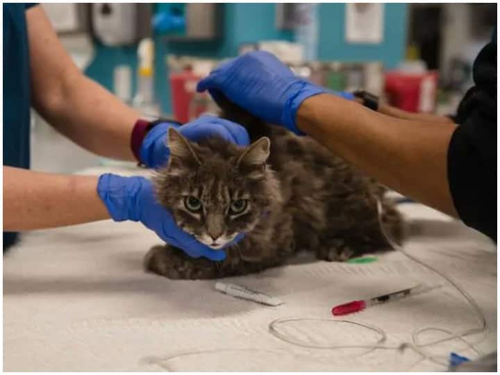 Coronavirus: South Korea announces to give free tests to pets if they 'show symptoms' Coronavirus: दक्षिण कोरिया का बड़ा एलान, 'लक्षण जाहिर होने' पर पालतू जानवरों की करेगा मुफ्त जांच