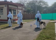 देश में पहली बार कोरोना-ग्रस्त मरीजों की पहचान करने के लिए डॉग-स्कॉवयड तैयार, जानिए कैसे करेंगे मरीजों को डिटेक्ट