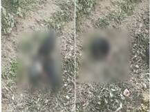 अस्पताल परिसर में नवजात के शव को नोच-नोचकर खा गए जानवर, वीडियो VIRAL होने के बाद मचा हड़कंप