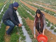 गुरलीन चावला ने स्ट्रॉबेरी की खेती से बदल दी झांसी की तस्वीर, PM मोदी ने खूब की तारीफ
