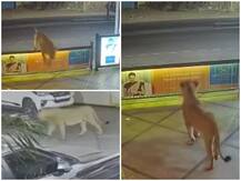 Viral Video: होटल की सैर करते शेर का वीडियो वायरल, सोशल मीडिया पर हैरान हुए लोग