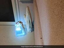 इस तस्वीर में खाने के पैकेट के अलावा कहीं छुपा है सांप, क्या आप ढूंढ सकते हैं?