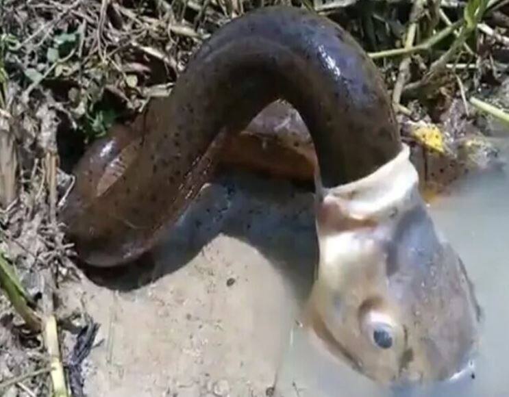 Viral Video: जी हां! न आंखों ने देखी होगी, न कानों ने सुने होंगे, एक मछली का 'बड़े सांप' को निगलना आपको दंग कर देगा Viral Video: Big fish swallows eel! Have you ever seen such a video? Viral Video: जी हां! न आंखों ने देखी होगी, न कानों ने सुने होंगे, एक मछली का 'बड़े सांप' को निगलना आपको दंग कर देगा