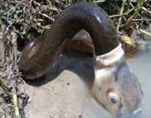 Viral Video: जी हां! न आंखों ने देखी होगी, न कानों ने सुने होंगे, एक मछली का 'बड़े सांप' को निगलना आपको दंग कर देगा