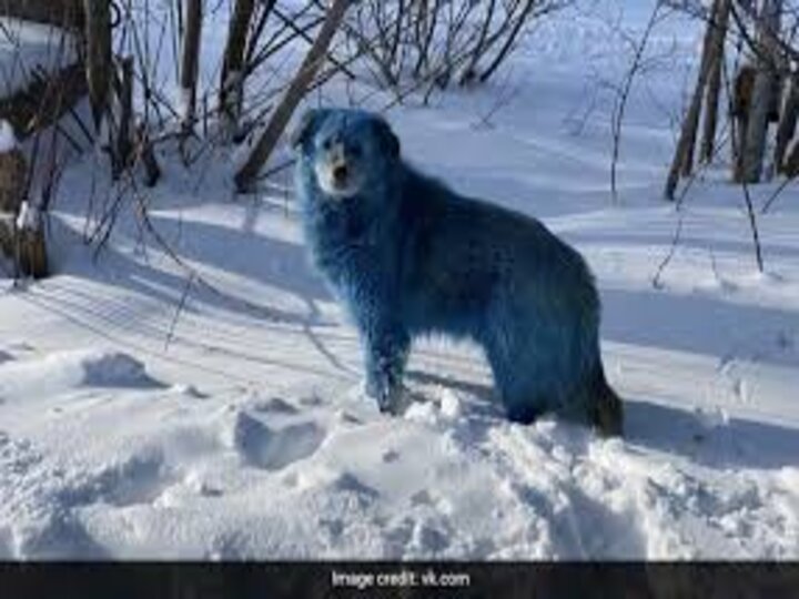 रूस में ब्लू कलर के कुत्तों की तस्वीरें वायरल, क्या प्रदूषण से बदला कुत्तों का रंग? जानिए