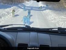 रूस में ब्लू कलर के कुत्तों की तस्वीरें वायरल, क्या प्रदूषण से बदला कुत्तों का रंग? जानिए