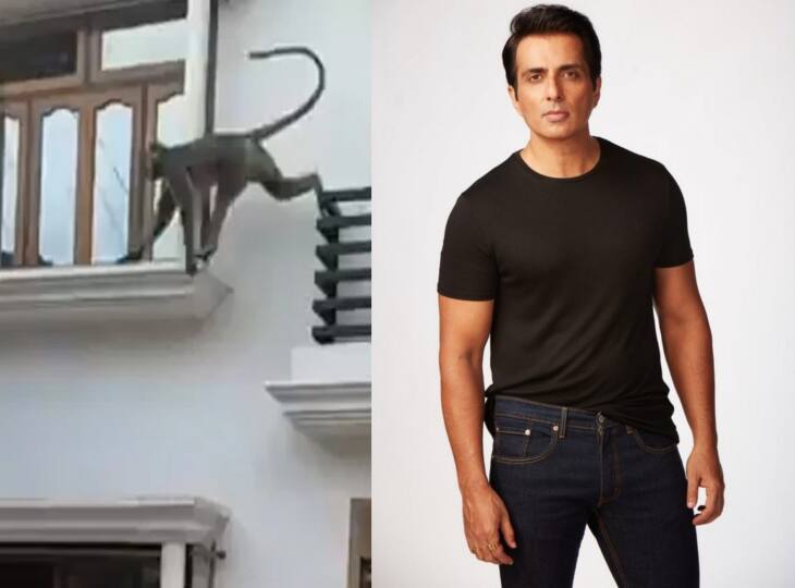 Sonu Sood also fulfilled the demand to catch the monkey सोनू सूद ने पूरी की फैंस की इच्छा, Video शेयर कर बोले- लो बंदर को भी पकड़ लिया