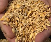 Health Tips: खरबूजे के बीजों के ये फायदे नहीं जानते होंगे आप, जानिए