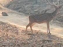 Viral video: हिरण का शिकार करने के लिए पत्थर बन बैठा था तेंदुआ, जानिए फिर क्या हुआ