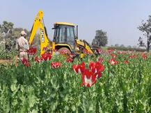 बिहार: सैकड़ों एकड़ जमीन पर लगे अफीम की फसल का नष्टीकरण शुरू, आरोपियों पर होगी कार्रवाई